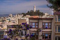 USA, California, San Francisco , view upon Coit Tower from Russian Hill district — стокове фото