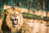 Крупным планом ревущего льва в неволе на размытом фоне — стоковое фото