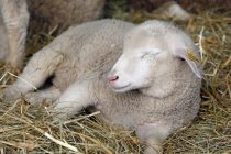 Молодые овцы в сарае для скота отдыхают, избирательный фокус — стоковое фото