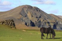 Vista panorámica del caballo de la isla en el campo, Sudurland - foto de stock