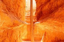 USA. Utah. Bryce Canyon. Sunset Point. Hiking Navajo Loop Trail. The spectacular descent at the bottom of the canyon. A tree grows between the rocks. — Stock Photo