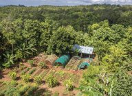 Potager en forêt tropicale de Mountain Resort — Photo de stock