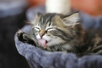 Cute tabby Norwegian kitten licking paw on blanket — Stock Photo