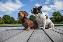 Cão Dachshund com Bouledogue francês posando para foto — Fotografia de Stock