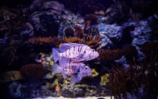 Vue panoramique sur les poissons exotiques, orientation sélective — Photo de stock