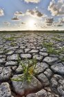 Sunset on marshes drained by heat wave — Stock Photo