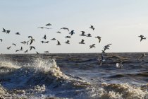 Чайки летают над волнами. — стоковое фото