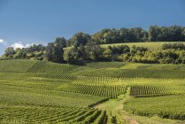 Vignoble de Champagne à Ecueil, Montagne de Reims, France — Photo de stock