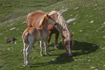 Spain, Catalonia, Val de Nuria, mare and foal grazing on meadow on hill — Stock Photo