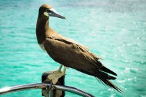 Northern gannet perching on fence near water, Bequia, Saint-Vincent and Grenadines, West Indies — Stock Photo