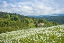 Francia, Auvernia-Ródanos-Alpes, Alto Loira, prados florecientes de Saint-Bonnet-le-Froid durante la primavera - foto de stock