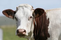 Primer plano de la vaca, Cantal, Meseta Trizac - foto de stock