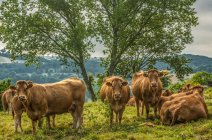 Francia, Lot, Quercy, mandria di vacche da limousine sulla collina vicino a Saint-Cere — Foto stock