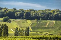 Vinha de champanhe em Ecueil, Montagne de Reims — Fotografia de Stock