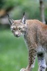 Gros plan sur le lynx sibérien debout dans la nature — Photo de stock