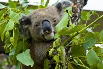 Ocanie, Australie, Sydney, Zoo de Taronga, primer plano de koala sentado en el árbol y mirando a la cámara - foto de stock