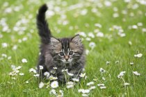 Noruego gato bosque corriendo en florecimiento prado - foto de stock