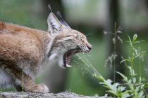 Close-up of Siberian lynx with mouth open standing in nature — Stock Photo