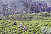 Шрі Ланка. Чайні плантації, район Хаттон. Жінки, які збирають листя чаю. — стокове фото