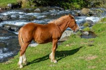 France, Pyrenees National Park, Val d'Azun, Col de Borderes (гірський перевал) between Arrens and Estaing, free horse — стокове фото