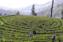 Sri Lanka. Plantations de thé, région de Hatton. Les femmes qui récoltent les jeunes feuilles de thé — Photo de stock