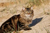 Normandy. Manche. Annoville sur Mer. Pussy of Norwegian breed in the dunes at sunset. — Photo de stock
