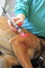 Ветеринар, який тримає на собаці лазер. — стокове фото