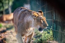 Primo piano della leonessa prigioniera che cammina in gabbia — Foto stock