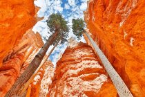 USA. Utah. Bryce Canyon. Sunset Point. Hiking Navajo Loop Trail. The spectacular descent at the bottom of the canyon. Two trees grow between the rocks. — Stock Photo