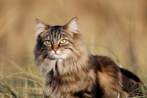Normandy. Manche. Annoville sur Mer. Pussy of Norwegian breed in the dunes at sunset. — стокове фото
