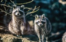 Close-up of two raccoons perching on tree branch — Stock Photo