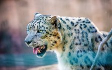 Retrato de Snow Panther com boca aberta em fundo embaçado — Fotografia de Stock