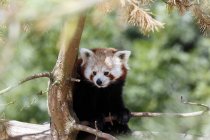 Cina, provincia dello Yunnan, panda rosso-russetto (Ailurus fulgens) seduto sull'albero — Foto stock