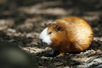 Normandy, Manche, Close-up of guinea-pig sitting on ground — Stock Photo