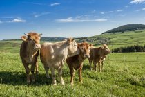 Живописный вид коров на лугу, Франция, Овернь-Ронес-Альпы — стоковое фото