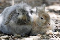 Primo piano dei conigli, Normandia, focus selettivo — Foto stock