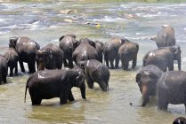Sri Lanka, Sigiriya, Elefanti che fanno il bagno nel fiume in orfanotrofio — Foto stock