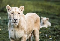 Nahaufnahme eines weißen Löwenweibchens, das auf verschwommenem Hintergrund in die Kamera blickt — Stockfoto