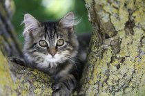 Gato da floresta norueguesa sentado no ramo da árvore — Fotografia de Stock