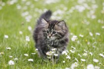 Noruego gato bosque corriendo en florecimiento prado - foto de stock