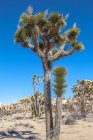 Пальмы Юкки растут в Национальном парке Джошуа Три, Калифорния, США — стоковое фото