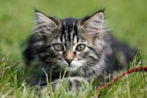 Tabby gatito noruego acostado en la hierba y mirando a la cámara - foto de stock