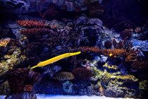Vue panoramique sur les poissons exotiques, orientation sélective — Photo de stock