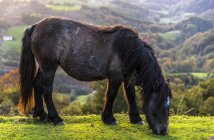 Мальовничий вид на коня, що їсть траву — стокове фото