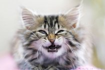 Norwegian forest cat meowing and showing teeth — Stock Photo