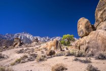 Пустельний краєвид самотній сосни, Алабама Hills, Каліфорнія, США — стокове фото