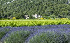 Campo de lavanda y viñedo en primavera, Francia, Drome, Parque Regional de Baronnies provencales, Venterol - foto de stock