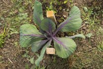 Grüngemüse wächst im Garten in l 'aigle, orne, normandie, franz — Stockfoto