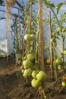 Tomates verdes que crecen en el jardín en L 'Aigle, Orne, Normandía, Francia - foto de stock