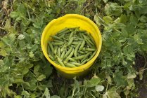 Garden peas, selective focus — Stock Photo